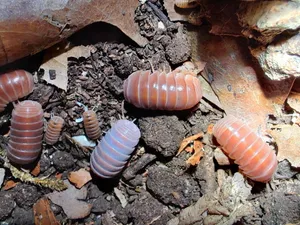 Pillbugsin Habitat.jpg Wallpaper
