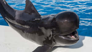 Pilot Whale Smiling Poolside Wallpaper