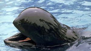 Pilot Whale Surface Behavior Wallpaper