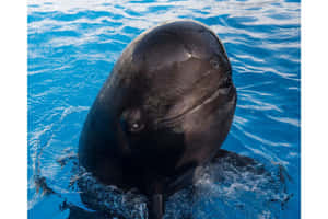 Pilot Whale Surface Behavior Wallpaper