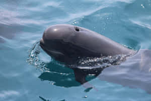 Pilot Whale Surfacing Closeup.jpg Wallpaper