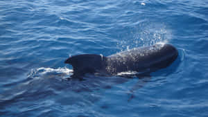 Pilot Whale Surfacingin Blue Ocean Wallpaper