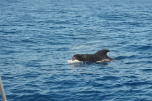 Pilot Whale Surfacingin Blue Ocean Wallpaper