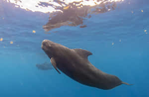 Pilot Whale Underwater Serenity Wallpaper