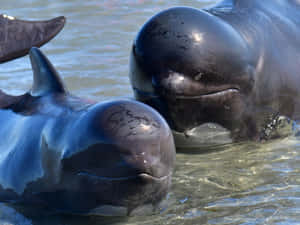 Pilot Whales Closeup Shoreline Wallpaper