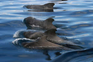 Pilot Whales Gliding Through Blue Waters Wallpaper