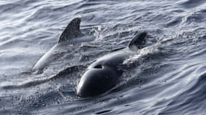 Pilot Whales Gliding Through Water Wallpaper