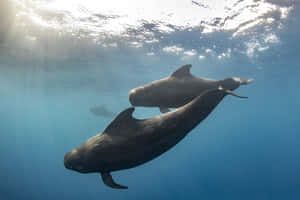 Pilot_ Whales_ Gliding_ Underwater.jpg Wallpaper