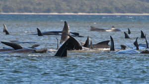 Pilot Whales Pod Surface Swimming Wallpaper