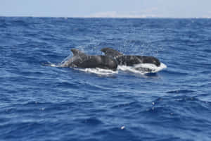 Pilot Whales Surfacing Wallpaper