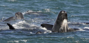 Pilot Whales Surfacing Group Wallpaper