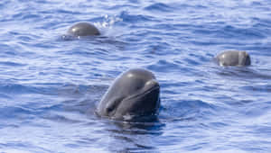 Pilot Whales Surfacingin Blue Ocean Wallpaper