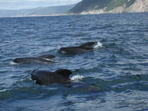 Pilot Whales Swimming Near Coast Wallpaper
