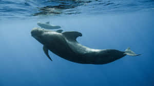 Pilot Whales Underwater Grace Wallpaper