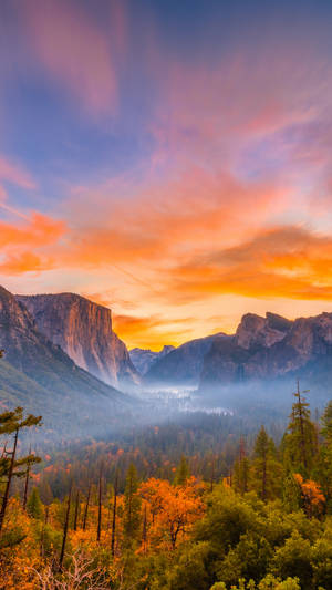 Pine Forest At Yosemite Iphone Wallpaper