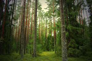 Pine Forest Sunlight Path.jpg Wallpaper