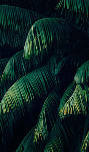 Pine Leaves Plant Aesthetic Phone Wallpaper