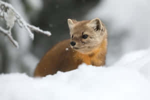 Pine_ Marten_in_ Snow.jpg Wallpaper