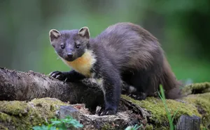 Pine Martenin Natural Habitat.jpg Wallpaper