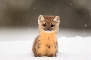 Pine Martenin Snowfall.jpg Wallpaper