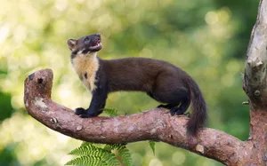 Pine Martenon Tree Branch Wallpaper