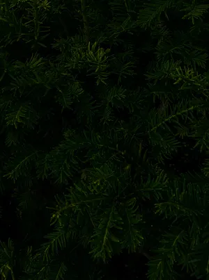 Pine Tree Leaves Black Aesthetic Tumblr Iphone Wallpaper