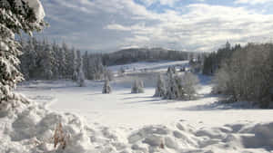 Pine Trees Field Winter Scenery Desktop Wallpaper