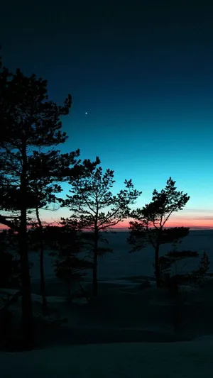 Pine Trees Silhouette Nature Android Hd Wallpaper
