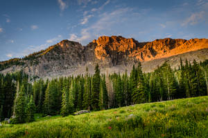 Pine Trees Under Mountains Mac 4k Wallpaper