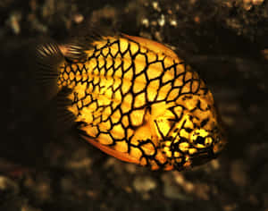 Pineapple Fish In Natural Habitat.jpg Wallpaper