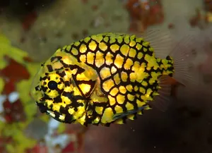 Pineapple Fish Underwater Beauty Wallpaper