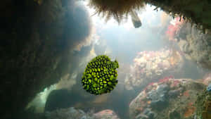 Pineapple Fish Underwater Cave Wallpaper