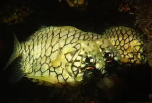 Pineapple Fish Underwater Photography Wallpaper