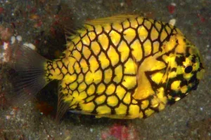 Pineapple Fish Underwater Photography Wallpaper