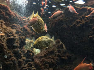 Pineapple Fish Underwater Scene Wallpaper