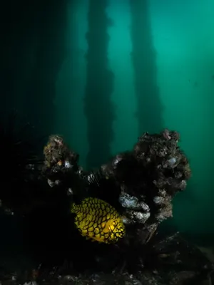 Pineapple Fish Underwater Scene Wallpaper