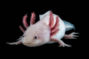 Pink Adult Axolotl Wallpaper