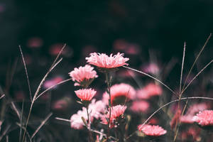 Pink Aesthetic Flower In Grass Wallpaper