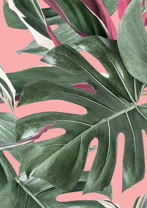 Pink Aesthetic Monstera Wallpaper