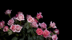 Pink And Green Roses Wallpaper