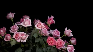 Pink And Green Roses Wallpaper