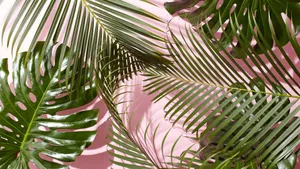 Pink And Green Tropical Leaves Wallpaper