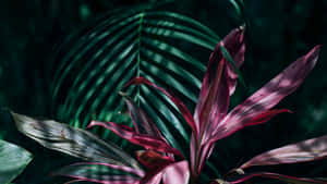 Pink And Green Tropical Leaves Wallpaper