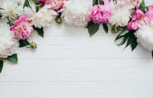 Pink And White Aesthetic Flowers Wallpaper