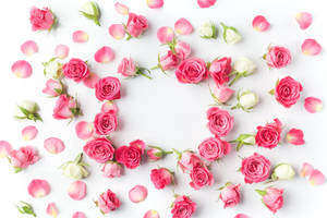 Pink And White Petals Wallpaper