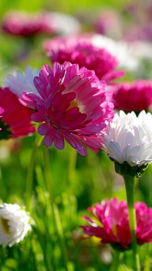 Pink And White Spring Flower Iphone Wallpaper