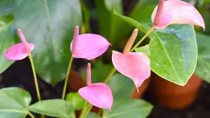 Pink Anthurium Flowers Green Leaves Wallpaper