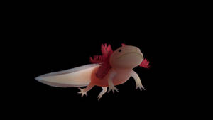 Pink Axolotl In Black Wallpaper