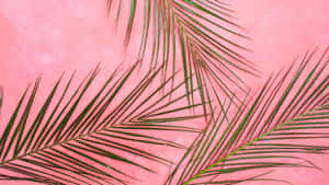 Pink Background With Green Palm Leaves Wallpaper