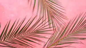 Pink Background With Green Palm Leaves Wallpaper